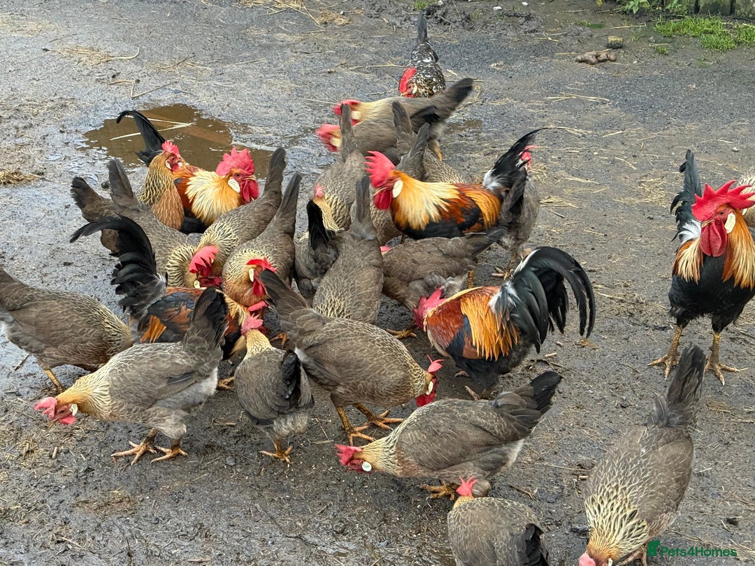 Chickens poultry for sale: Brown leghorn bantam trios - Advert 1