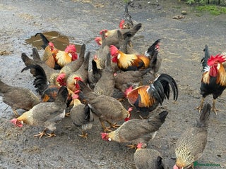 Chickens poultry Brown leghorn bantam trios - Advert 1