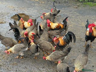 Chickens poultry Brown leghorn bantam trios - Advert 13