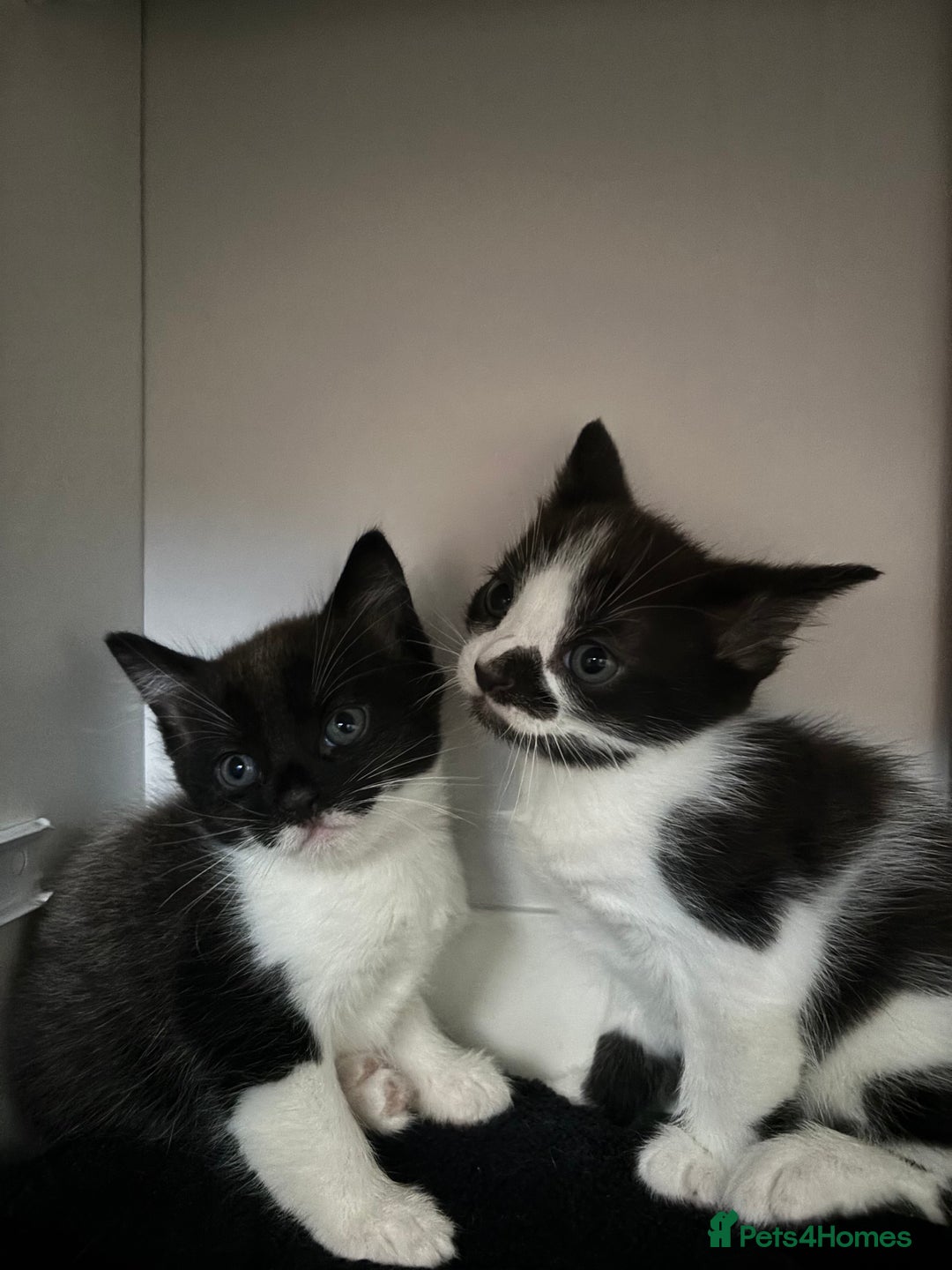 Mixed Breed cats for sale: Kitties for homes - Image 5