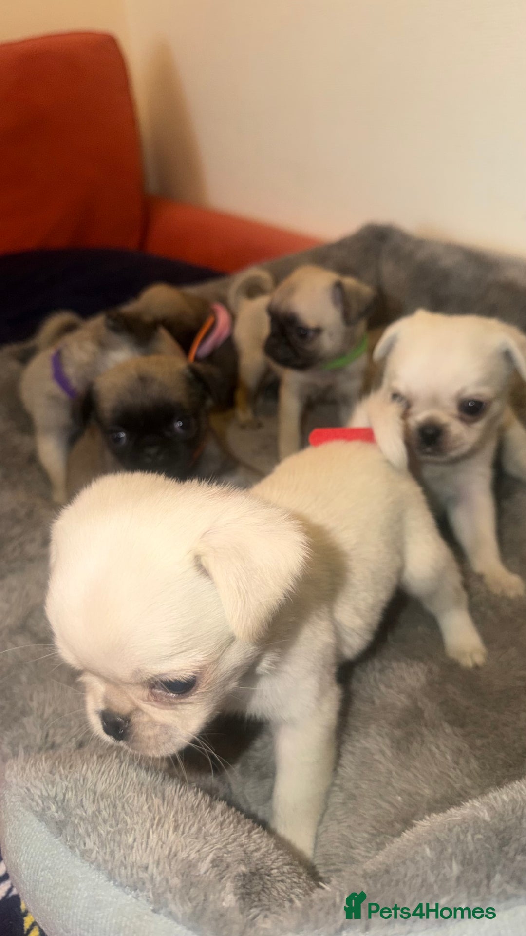 Pug dogs for sale: Beautiful Litter of 6 Pug Puppies, Rare Colours  - Advert 14