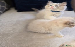 Ragdoll cats for sale: Ragdoll Kittens  - Advert 19