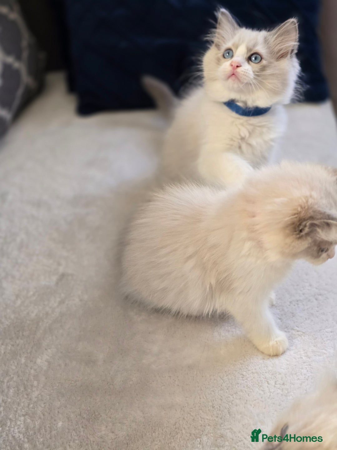 Ragdoll cats for sale: Ragdoll Kittens  - Advert 19