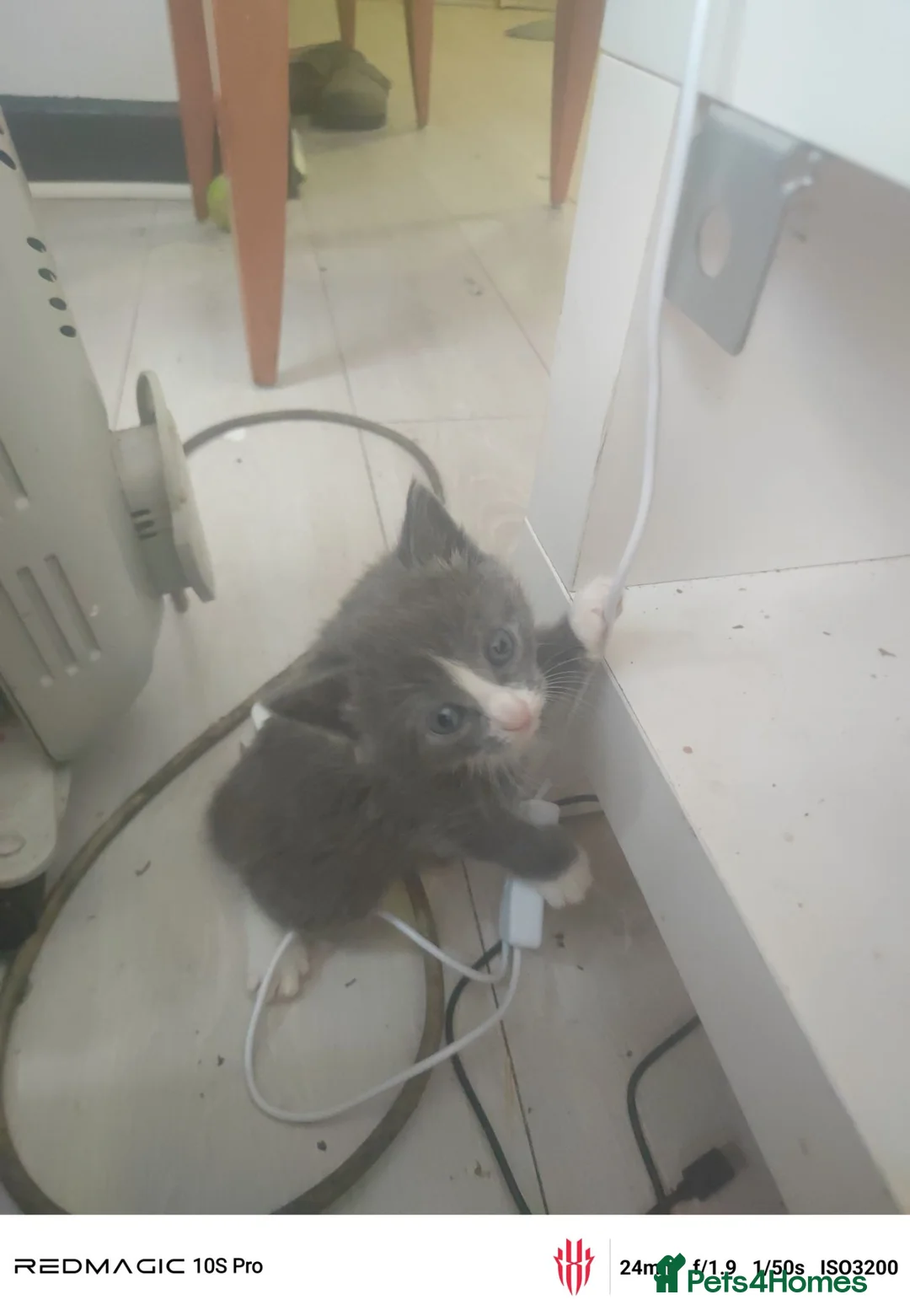 British Shorthair cats for sale: 4 kittens. Gray.  - Advert 7