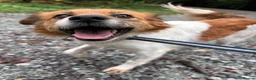 Mixed Breed dogs for adoption: Bambi - Norwich Norfolk  - Advert 2