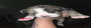 Pink collar