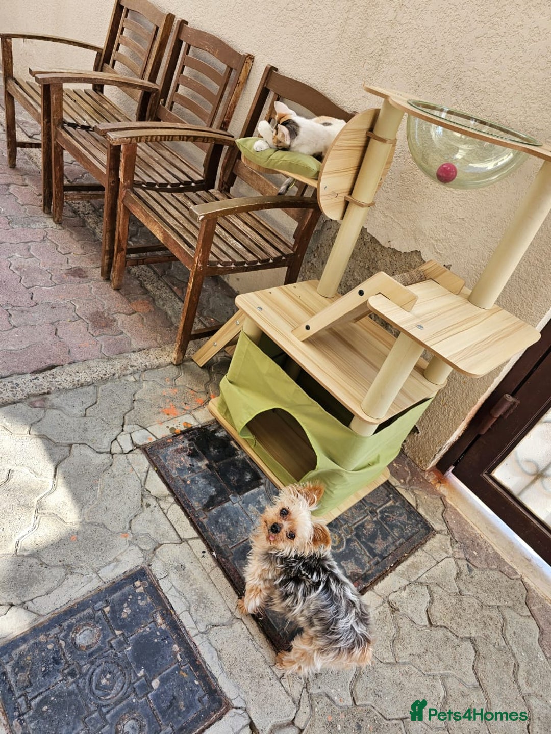Mixed Breed cats for adoption: WE NEED AN EXPERIENCED THAT WANTS A REAL RESCUE - Image 4