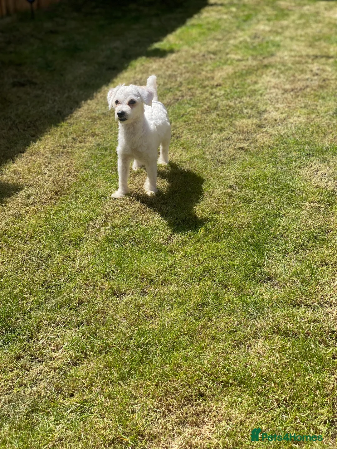 Mixed Breed dogs for sale: Male bichon maltese  in Carterton - Advert 3