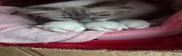 Ragdoll cats for sale: Ragdoll boy in Clydebank - Advert 2