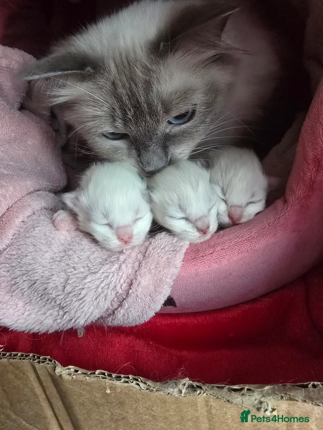Ragdoll cats for sale: Ragdoll boy in Clydebank - Advert 2