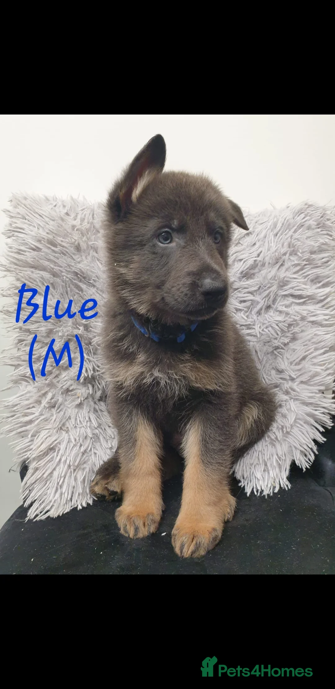 German Shepherd dogs for sale: Rare Blue German Shepherd Puppies Blue,Grey & Gold - Advert 10