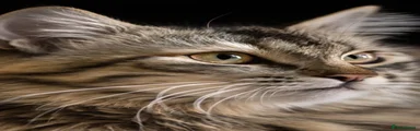 Siberian 1