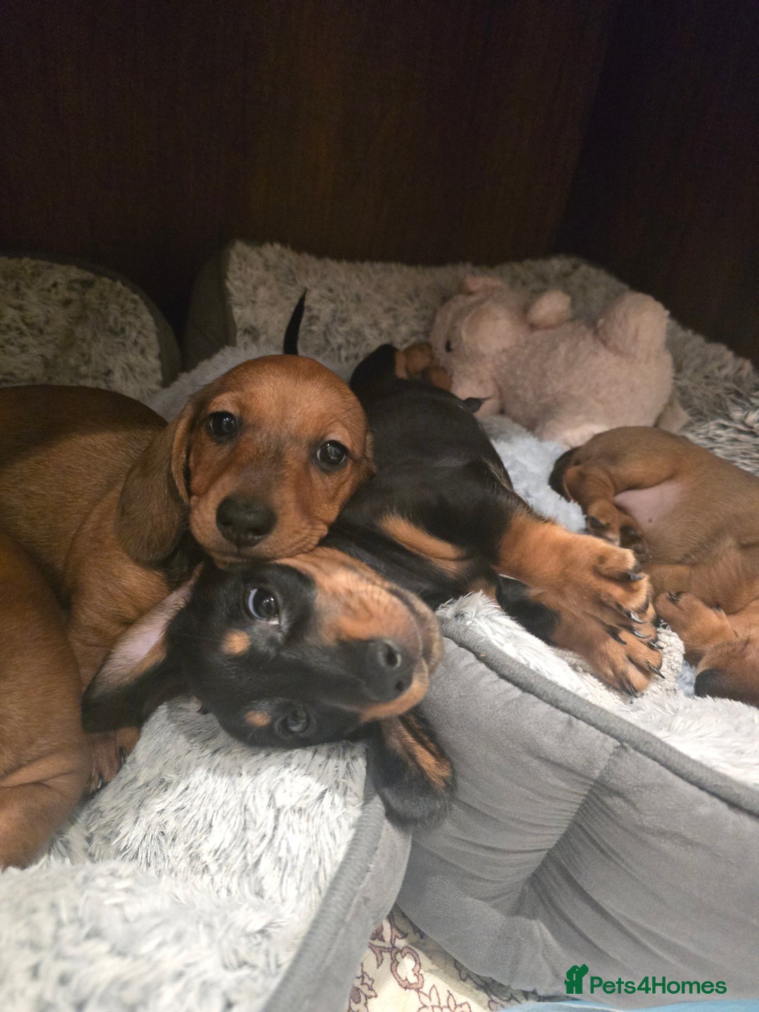 Miniature Dachshund dogs for sale: Miniature Dachshunds Seeking Forever Homes 3 LEFT - Advert 15