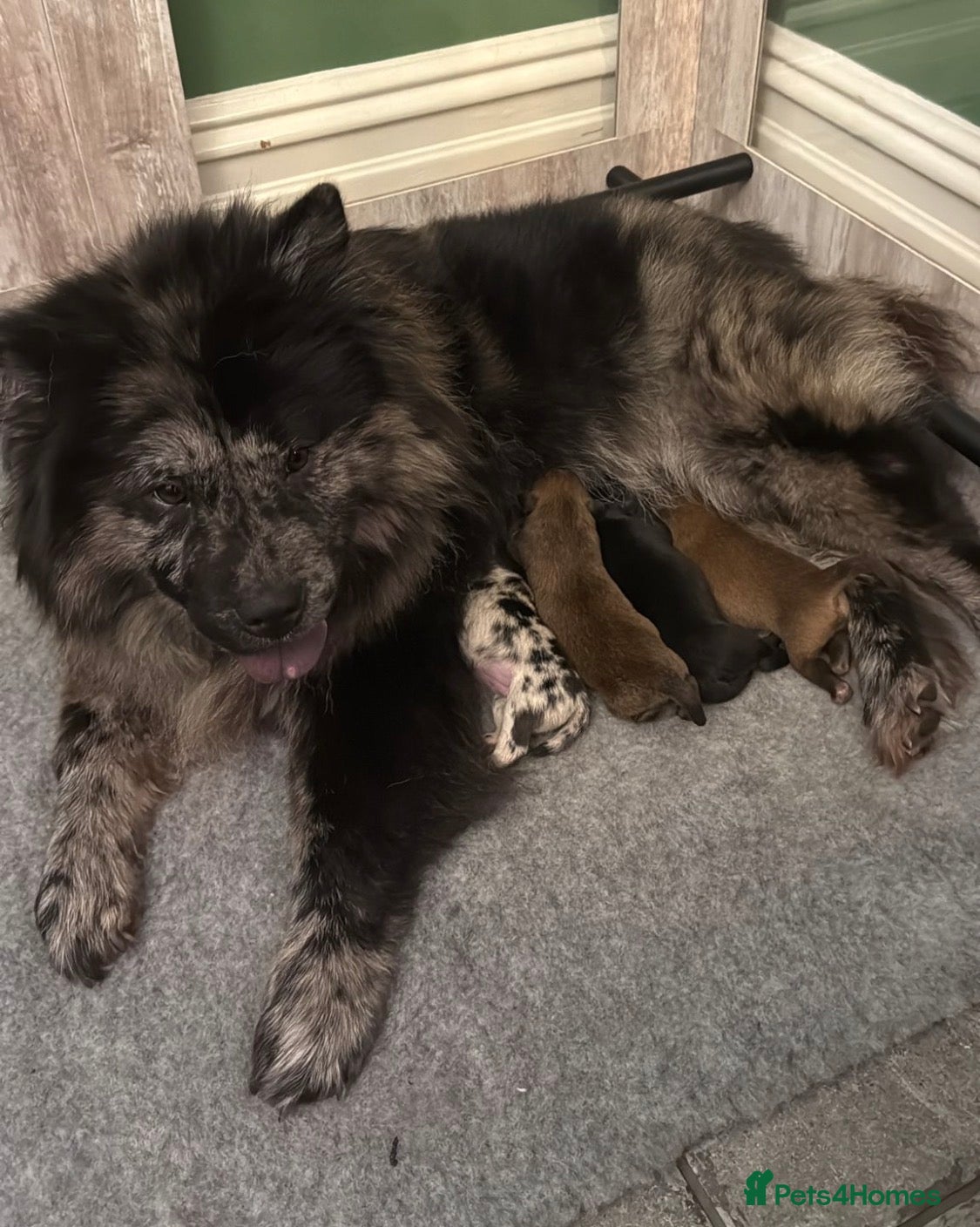 Chow Chow dogs Beautiful Chow Chow puppies  🐾❤️ - Advert 15
