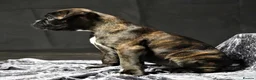 Boxer dogs for stud: KC Registered boxer for stud - Advert 22