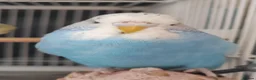 Budgerigars birds for sale: Beautiful Baby Budgies  - Advert 7