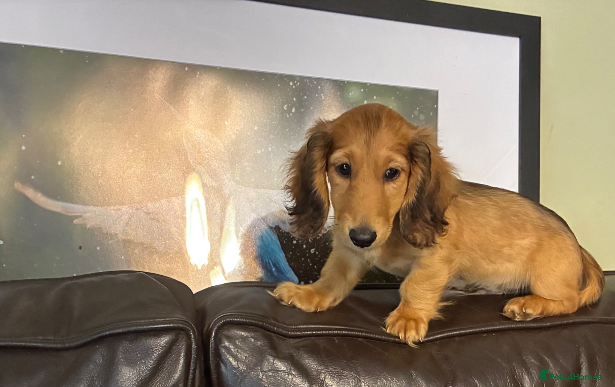 Miniature Dachshund dogs GORGEOUS KC reg PRA CLEAR MINI DACHSHUND PUPPIES - Advert 2