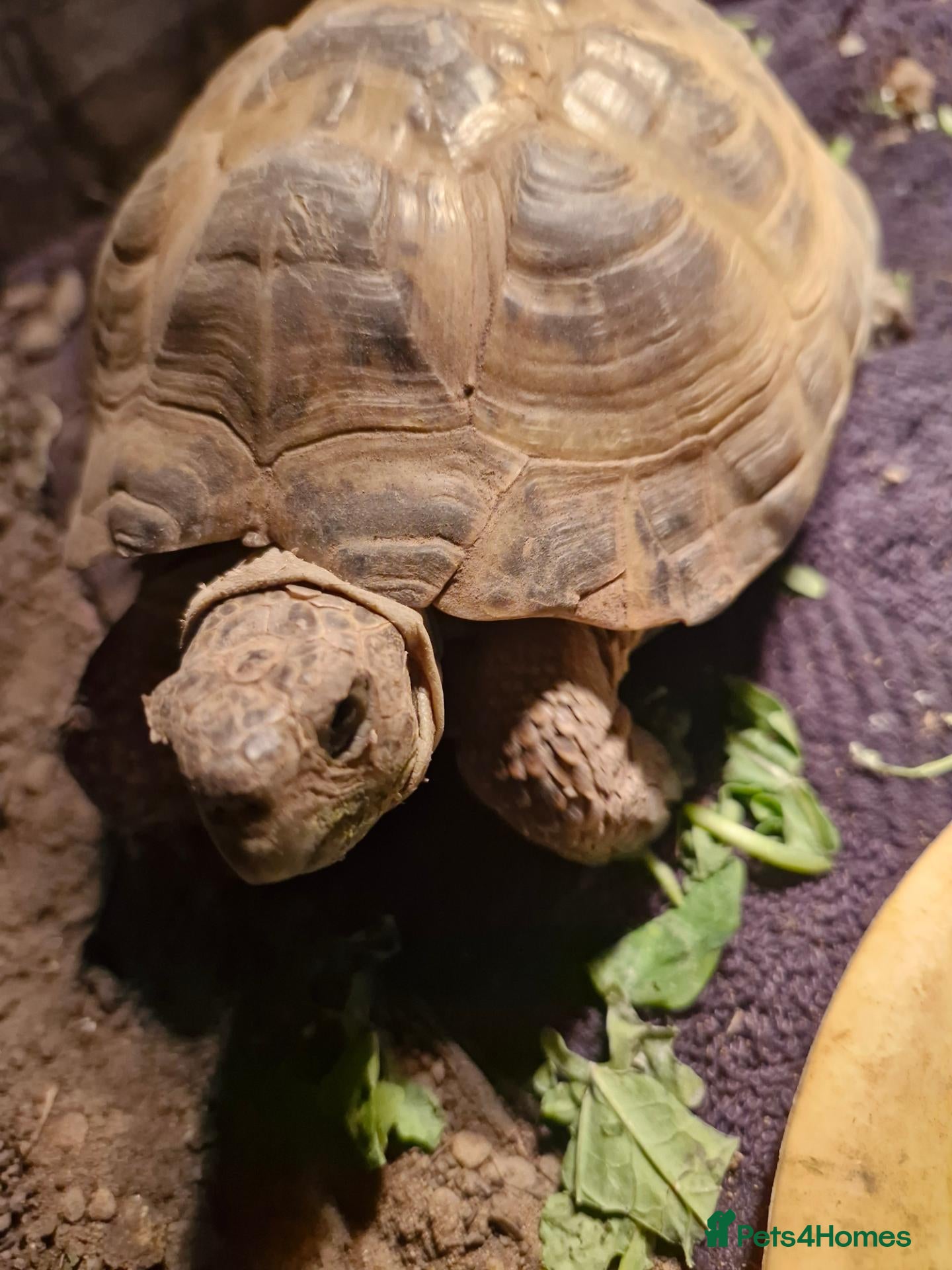 Tortoise reptiles Horsfield tortoise  - Advert 2