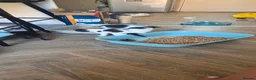 Mixed Breed cats for sale: 7 Beautiful Kittens Looking for Their Forever Home - Advert 15
