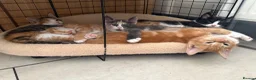 Maine Coon cats for sale: TORTOISESHELL MAINE COON X KITTENS - Advert 1