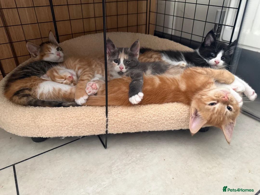 Maine Coon cats for sale: TORTOISESHELL MAINE COON X KITTENS - Advert 1