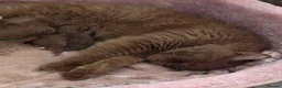 British Shorthair cats for sale:  Beautiful chunky cinnamon kitten boy available - Advert 2