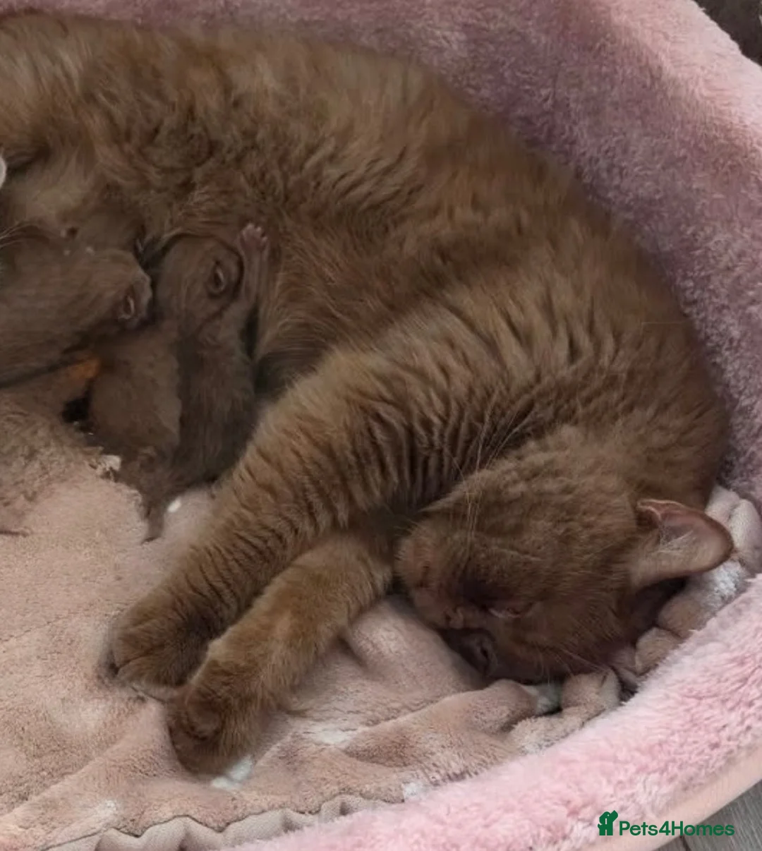 British Shorthair cats for sale:  Beautiful chunky cinnamon kitten boy available - Advert 2