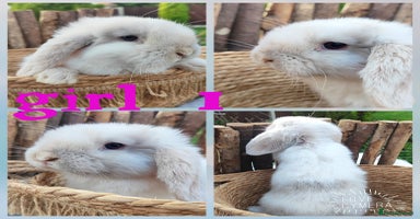 Mini Lop rabbits Mini lop  - Advert 4