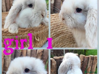 Mini Lop rabbits Mini lop - Advert 1