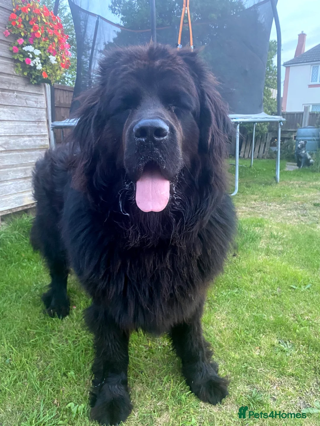 Newfoundland dogs for stud: Newfoundland stud in Doncaster - Advert 2