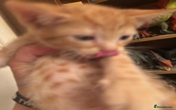 Bengal cats for sale: Bengal x english blue  - Image 5