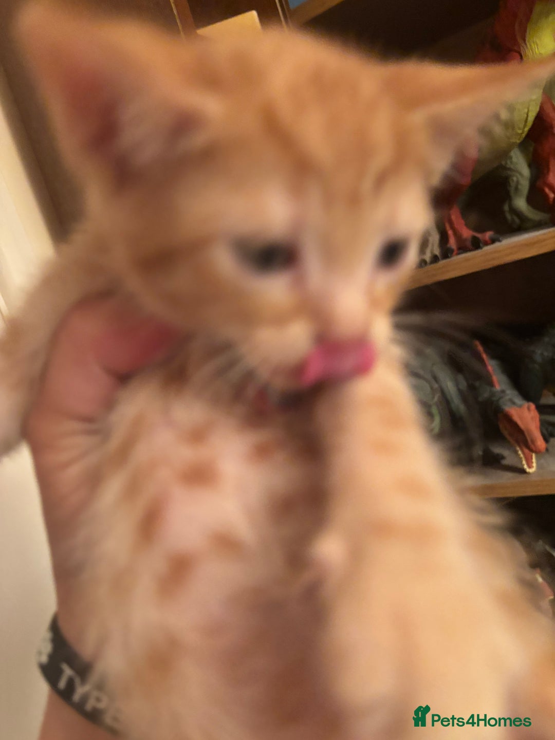 Bengal cats for sale: Bengal x english blue  - Image 5