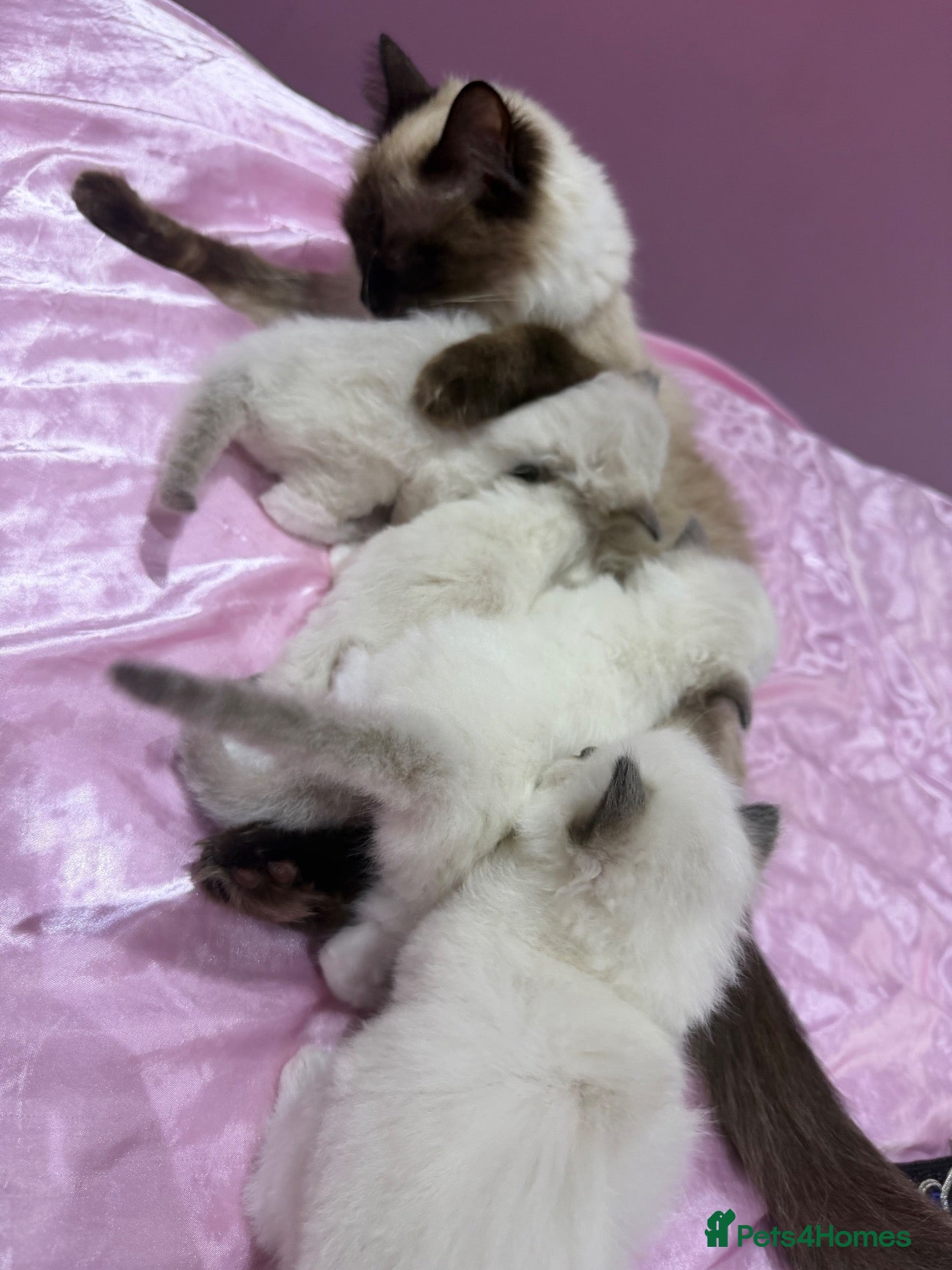 Ragdoll cats Pure breed healthy Ragdolls  - Advert 1