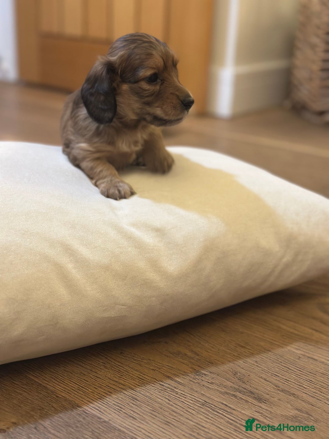 Miniature Dachshund dogs for sale: Long haired miniature shaded cream dachshund  - Advert 2