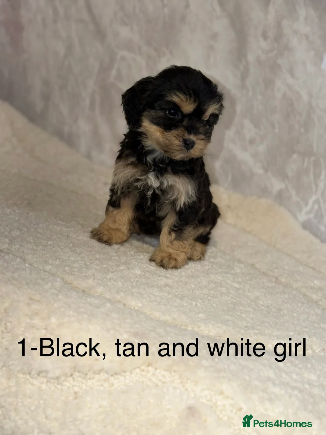 Cockapoo dogs for sale: Stunning F1 Cockapoos - Advert 3