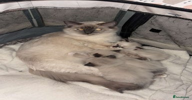 Ragdoll cats Beautiful Blue Mitted Ragdoll Kitten’s for Sale 🐾 - Advert 4