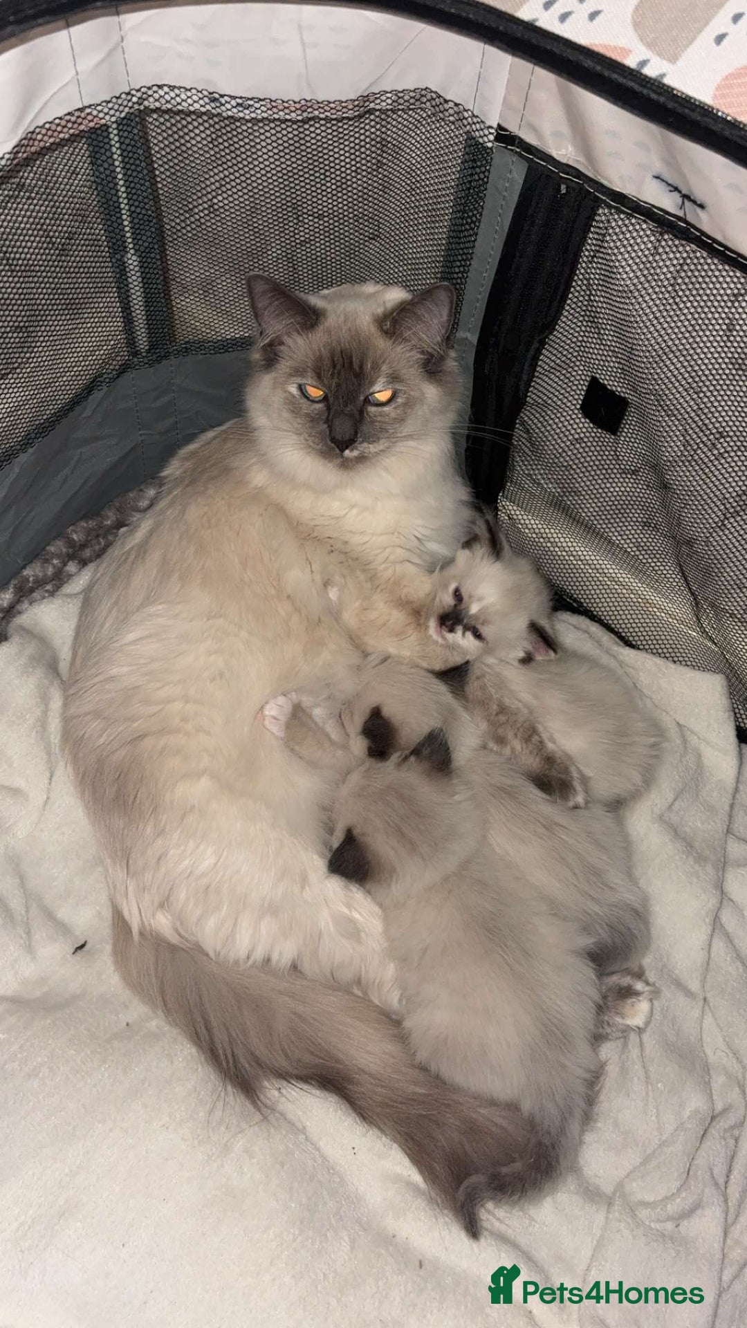 Ragdoll cats for sale: Beautiful Blue Mitted Ragdoll Kitten’s for Sale 🐾 - Image 3