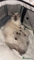 Ragdoll cats Beautiful Blue Mitted Ragdoll Kitten’s for Sale 🐾 - Advert 7