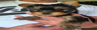 Yorkshire Terrier Puppy 3