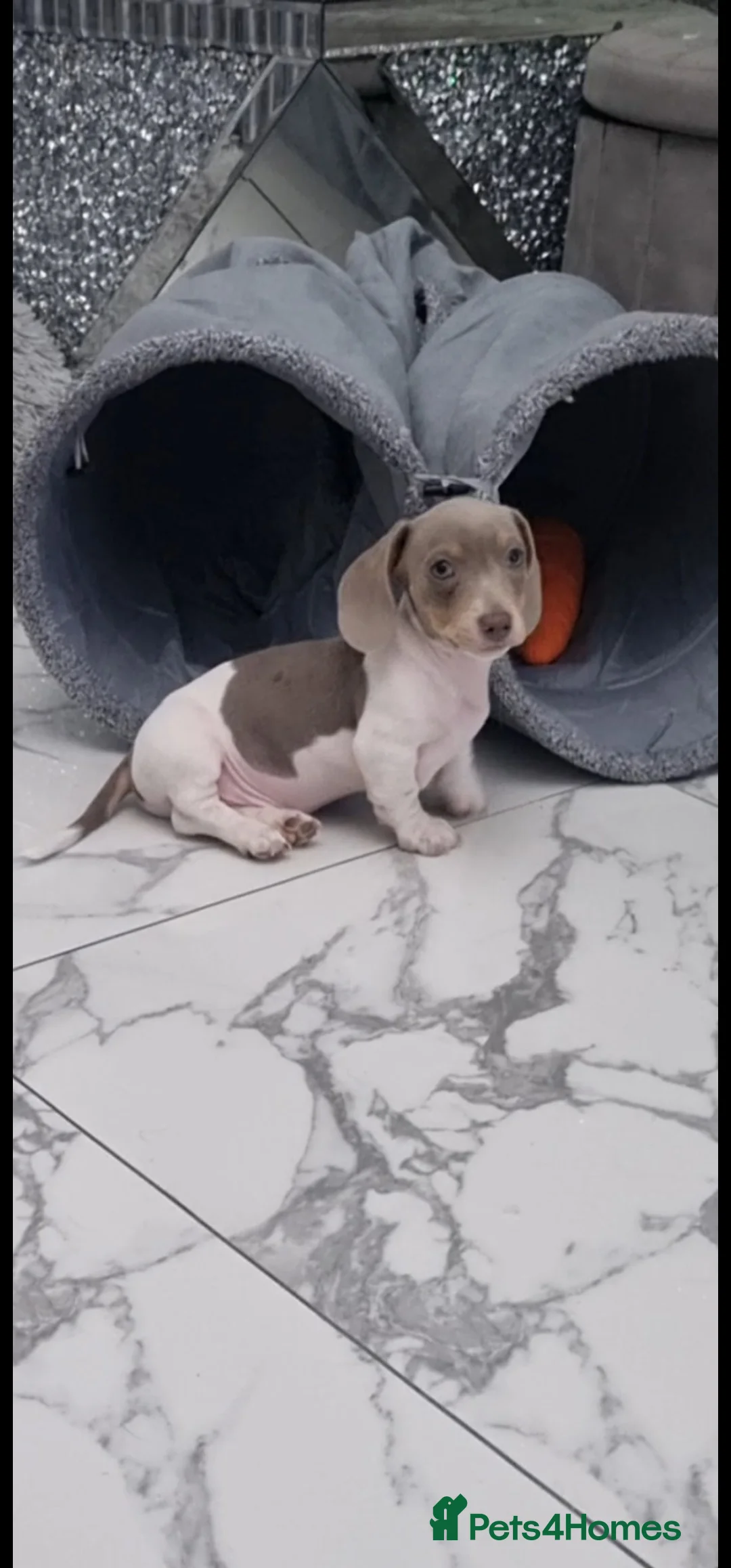 Miniature Dachshund dogs for stud: Piebald miniature Dachshund kc registered  in Blackburn - Advert 18