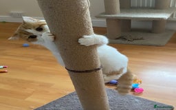 British Shorthair cats for sale: Pedigree British Shorthair  - Image 13