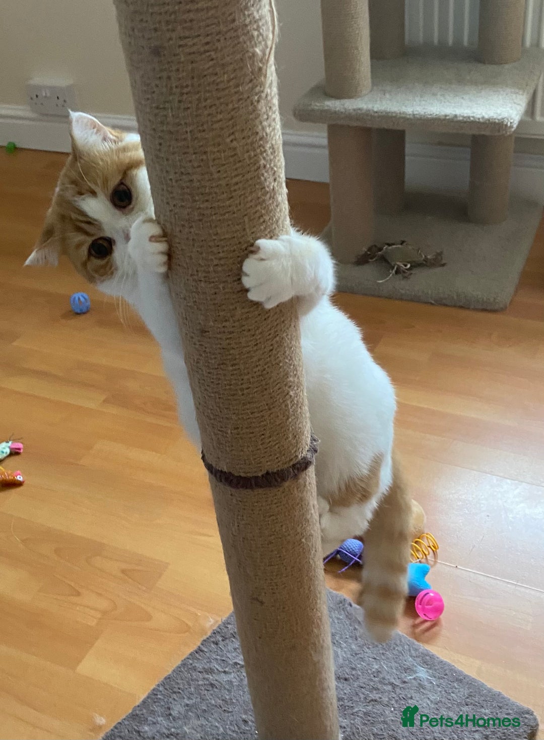 British Shorthair cats for sale: Pedigree British Shorthair  - Image 13