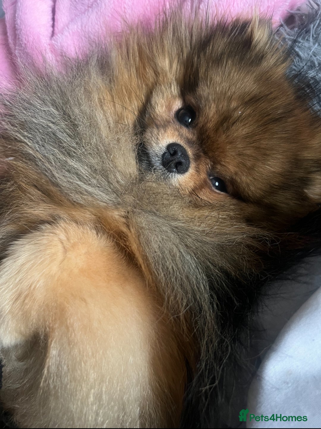 Pomeranian dogs for sale: Male Pomeranian  - Advert 2