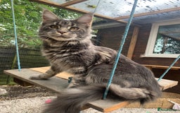 Maine Coon cats for sale: Beautiful Maine coon kittens - Image 6