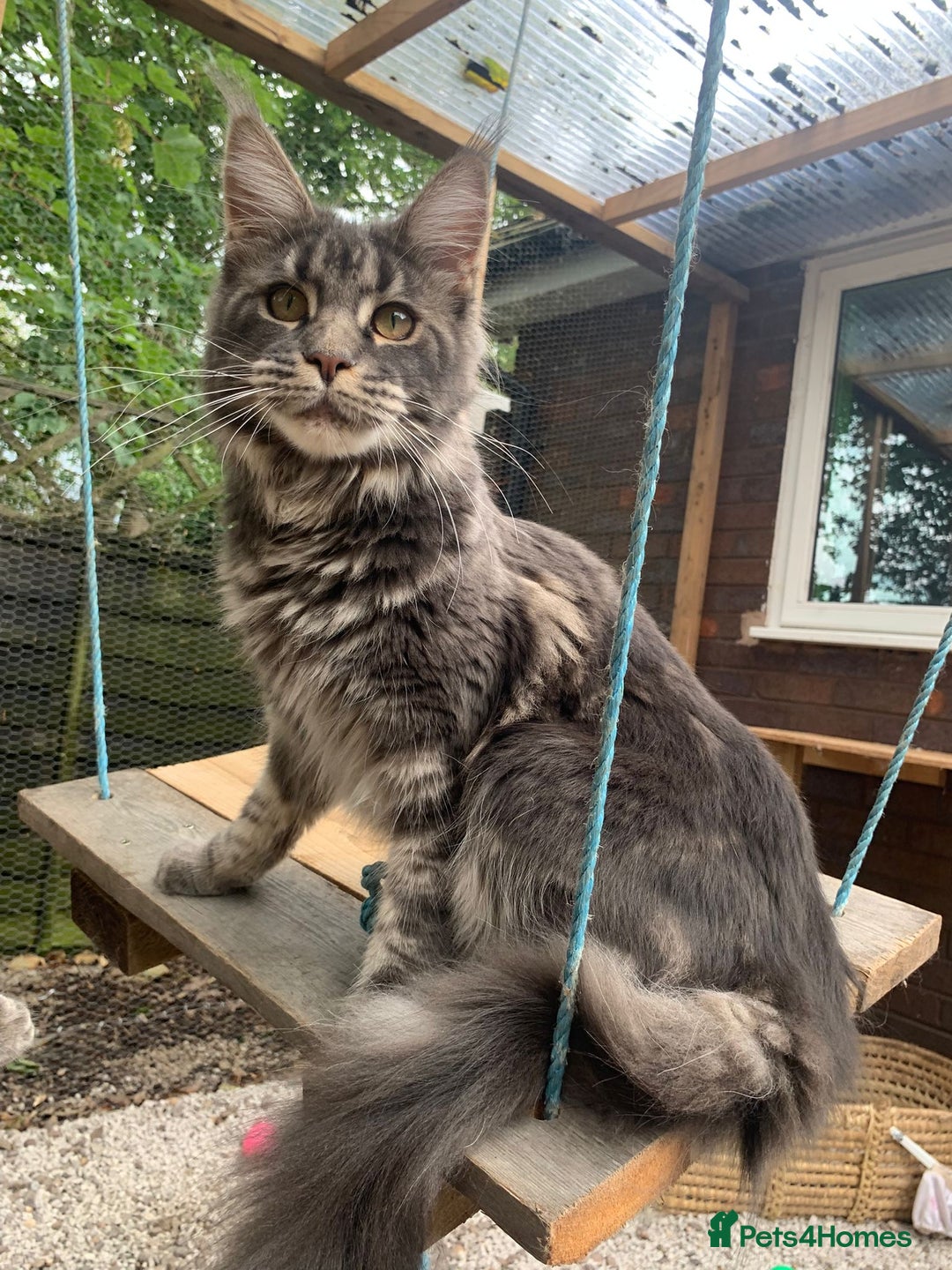 Maine Coon cats for sale: Beautiful Maine coon kittens - Image 6