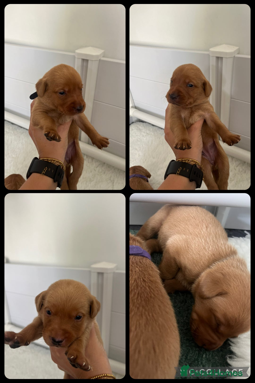 Labrador Retriever dogs for sale: Fox red Labrador Puppies - Image 10