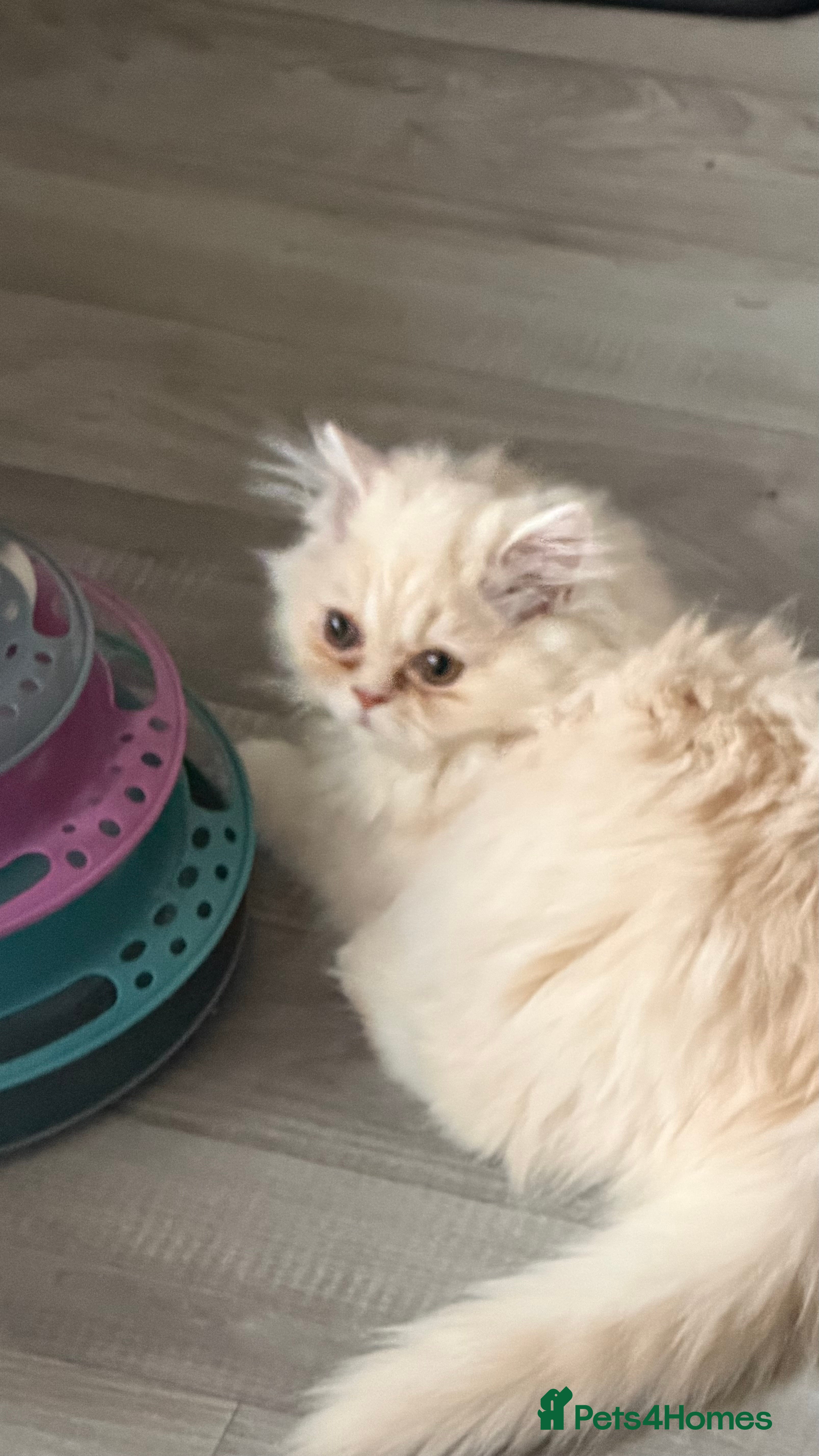 Persian cats Persian, Exotic Chinchilla Kittens (1 left) - Advert 14