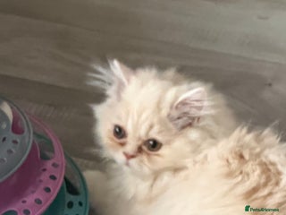 Persian cats Persian, Exotic Chinchilla Kittens (1 left) - Advert 8