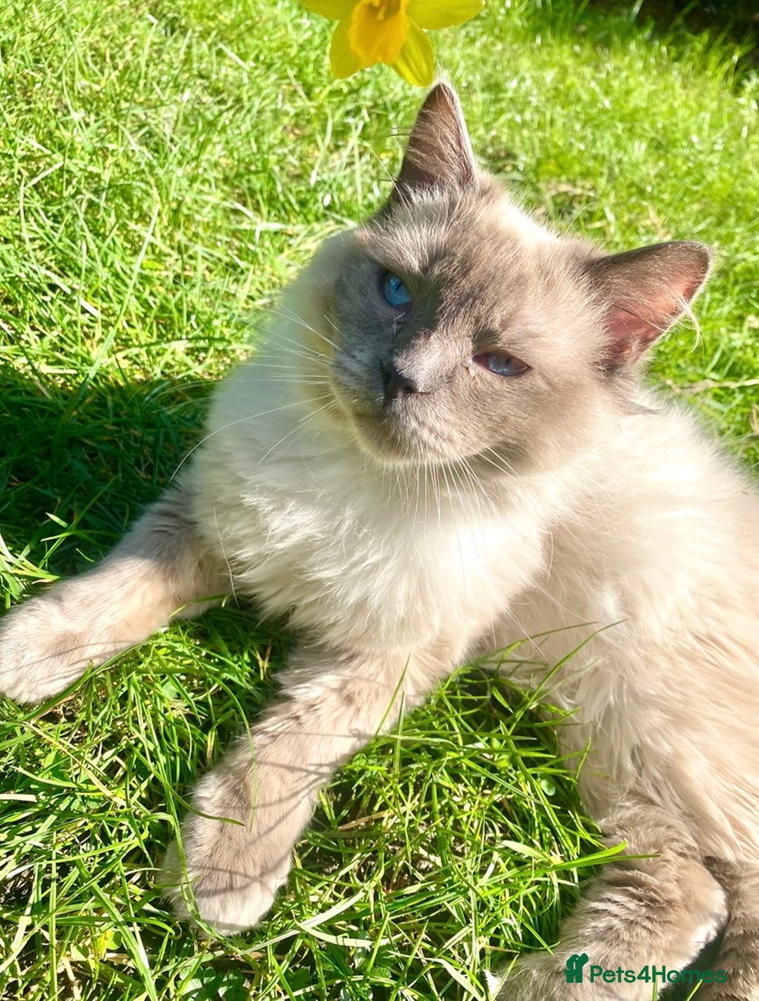 Ragdoll cats for sale: Friendly Male ragdoll for sale  - Image 2