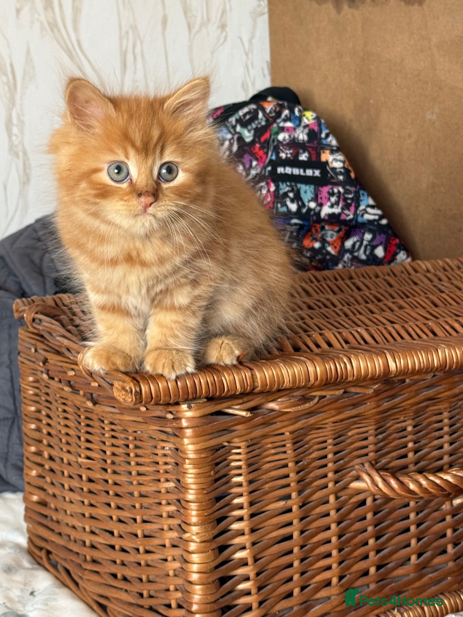 Mixed Breed cats Beautiful kittens available - Advert 1
